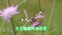 河南坠子《刘公案》第一集 老刘公刘统勋