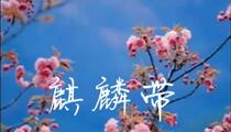 山东梆子《麒麟带》全场